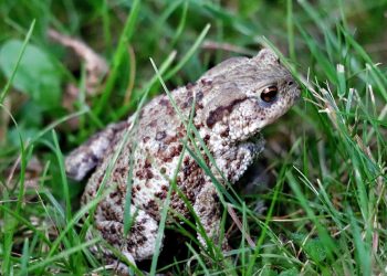 frog