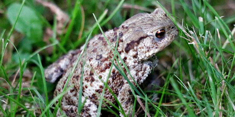 frog