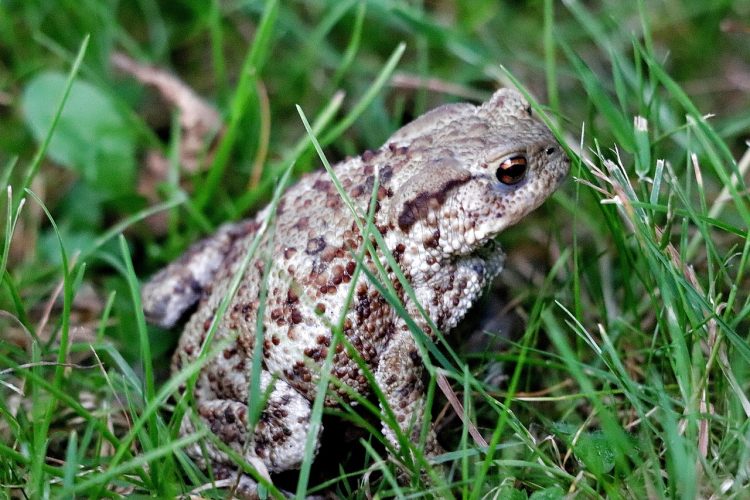 frog