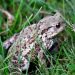 frog