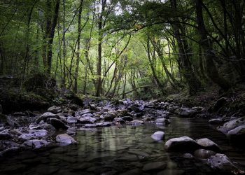 rio floresta