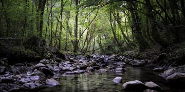 rio floresta