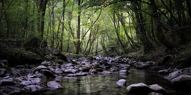 rio floresta