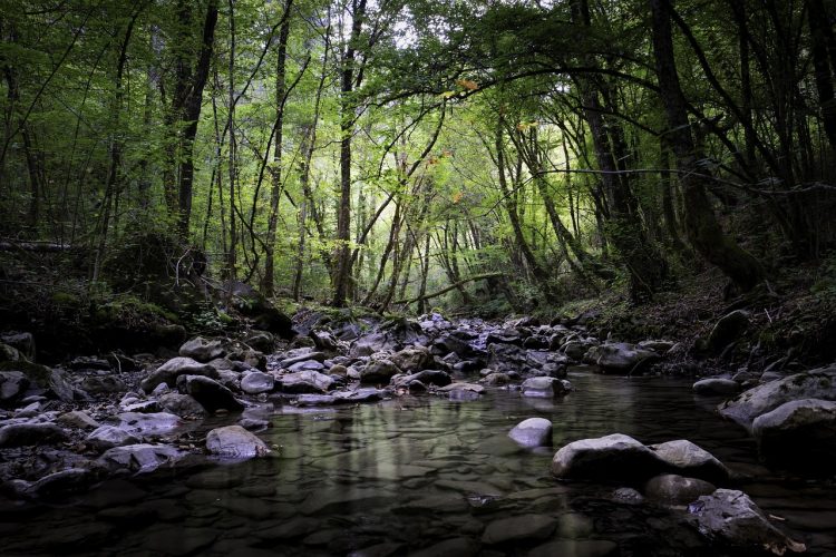 rio floresta