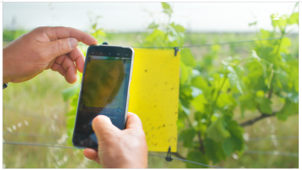 Utilização da iCountPests em smartphone para análise automática de armadilhas e contagem de pragas no campo